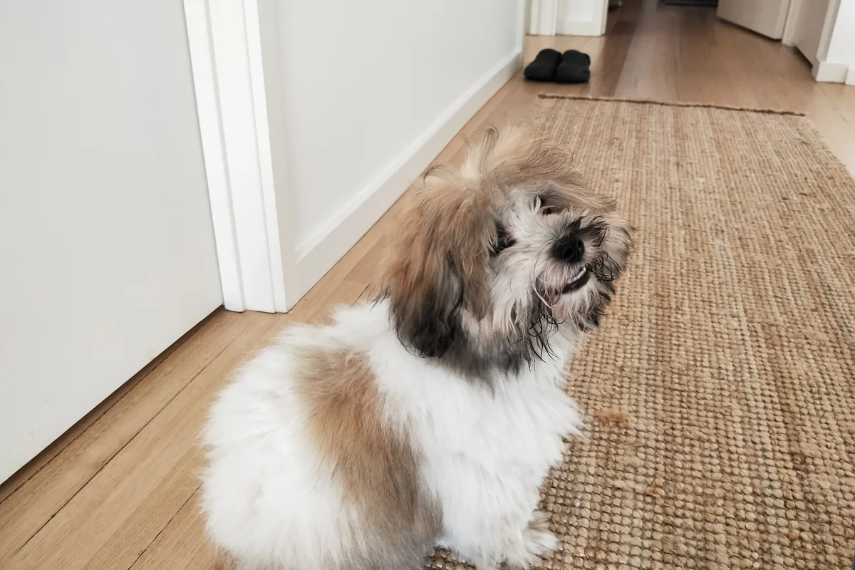 Cucciolo di Coton de Tuléar con macchie fulve, seduto su un tappeto
