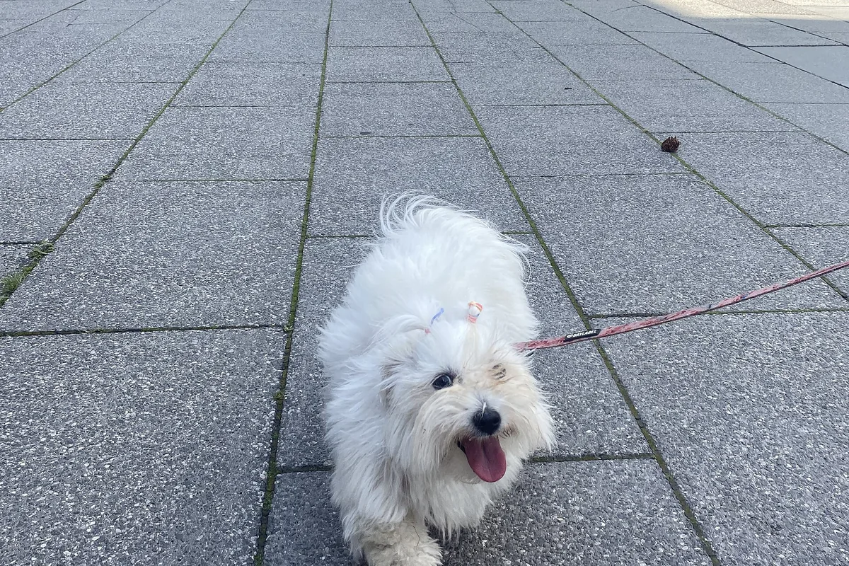 Cucciolo di Coton de Tuléar al guinzaglio che cammina verso chi guarda