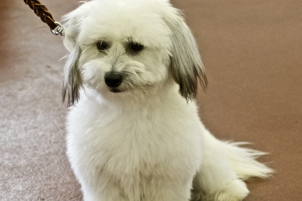 Coton de Tuléar tosato corto, la cosiddetta tosatura da cucciolo