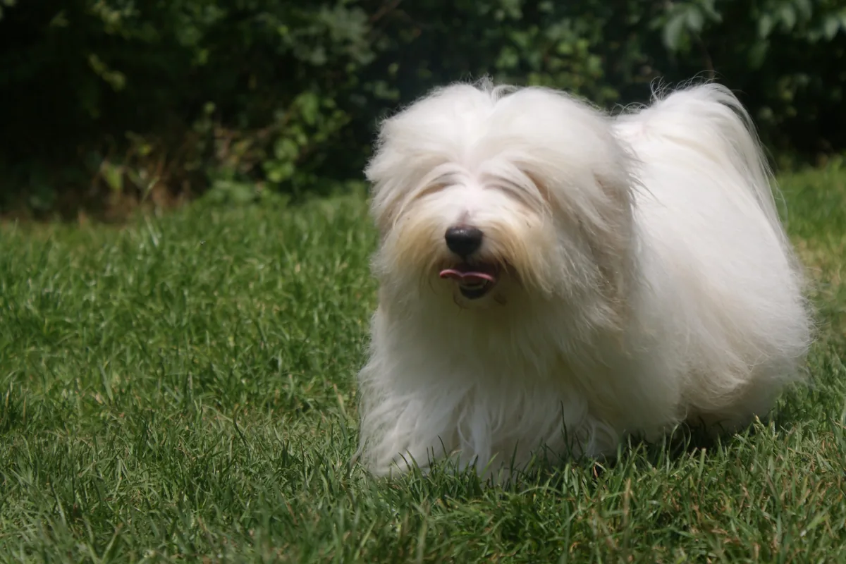 Coton de Tuléar adulto in piedi sull’erba, visto di fronte