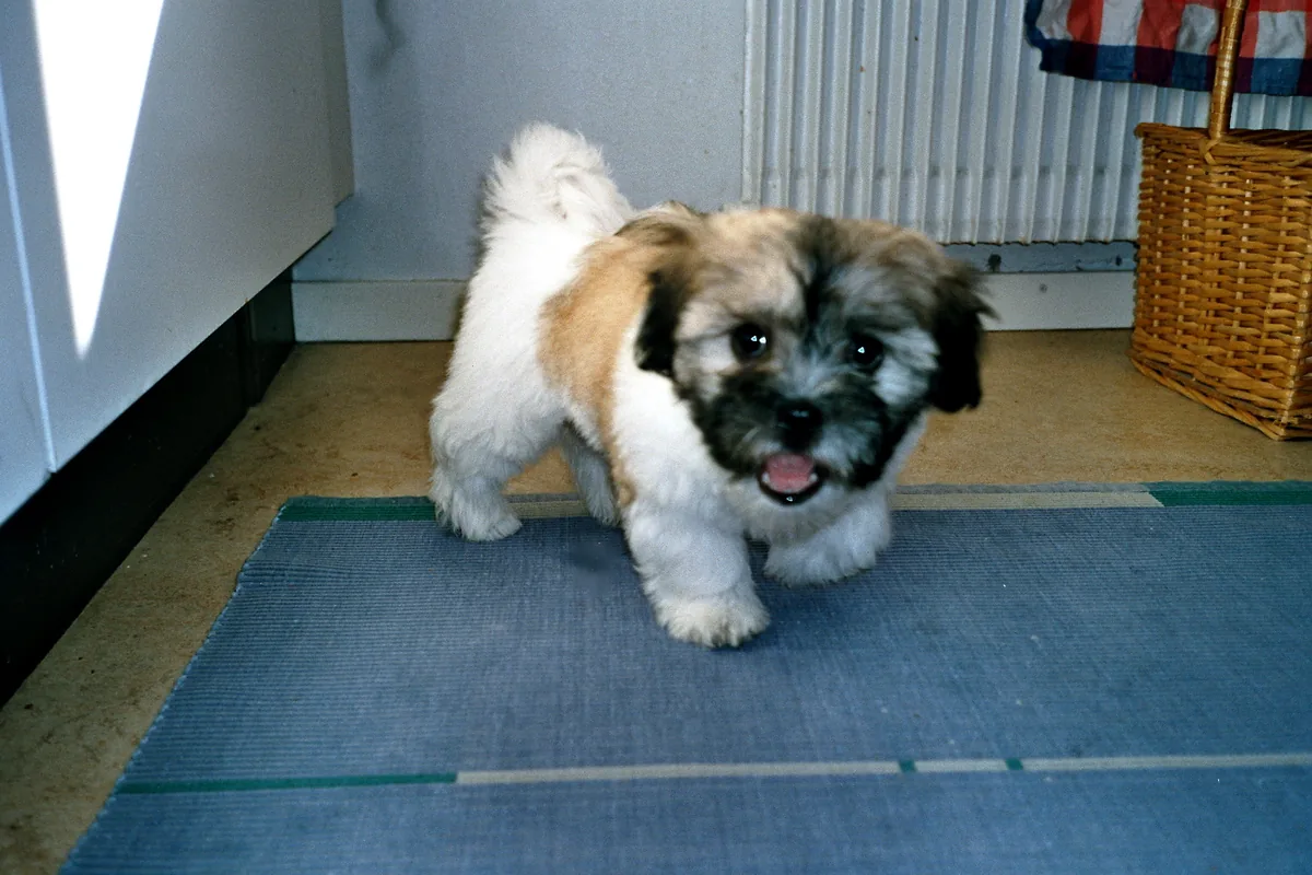 Cucciolo di Coton de Tuléar con macchie fulve che corre verso chi guarda