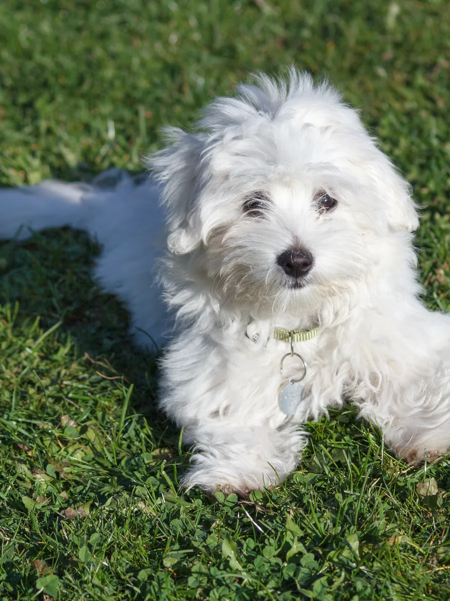 Cucciolo di Coton de Tuléar bianco sdraiato sull’erba