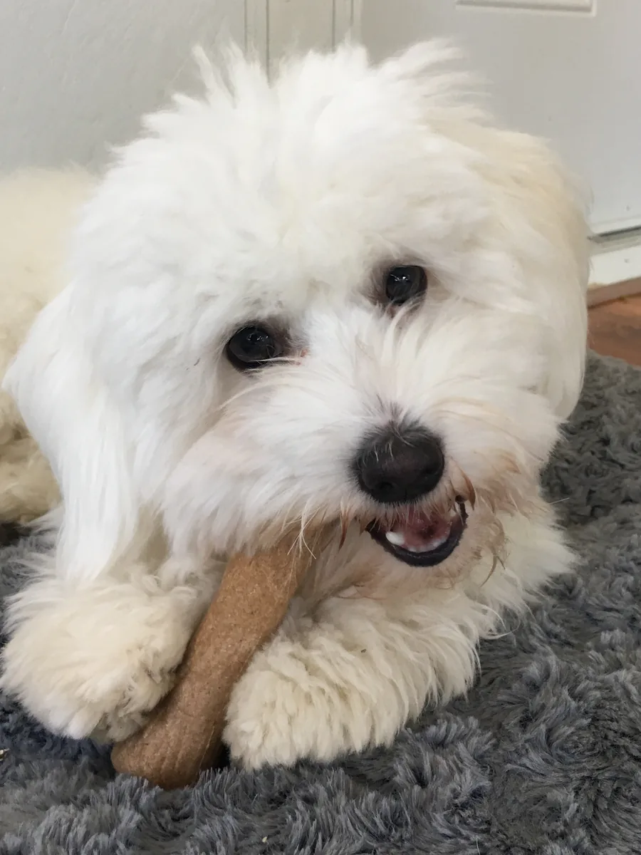 Coton de Tuléar giovane, bianco, sdraiato con un biscotto fra le zampe